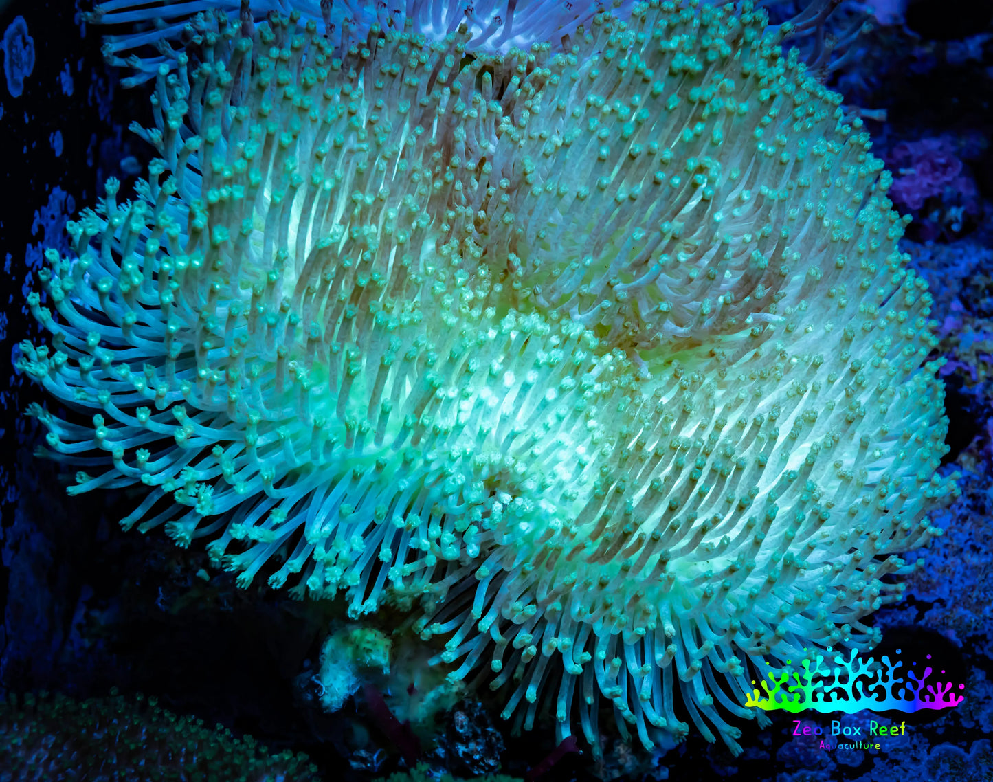 Leather Coral- Long Polyp Toadstool 7cm WYSIWYG Leather Coral- Long Polyp Toadstool 7cm WYSIWYG Soft Coral Leather Coral- Long Polyp Toadstool 7cm WYSIWYG Zeo Box Reef