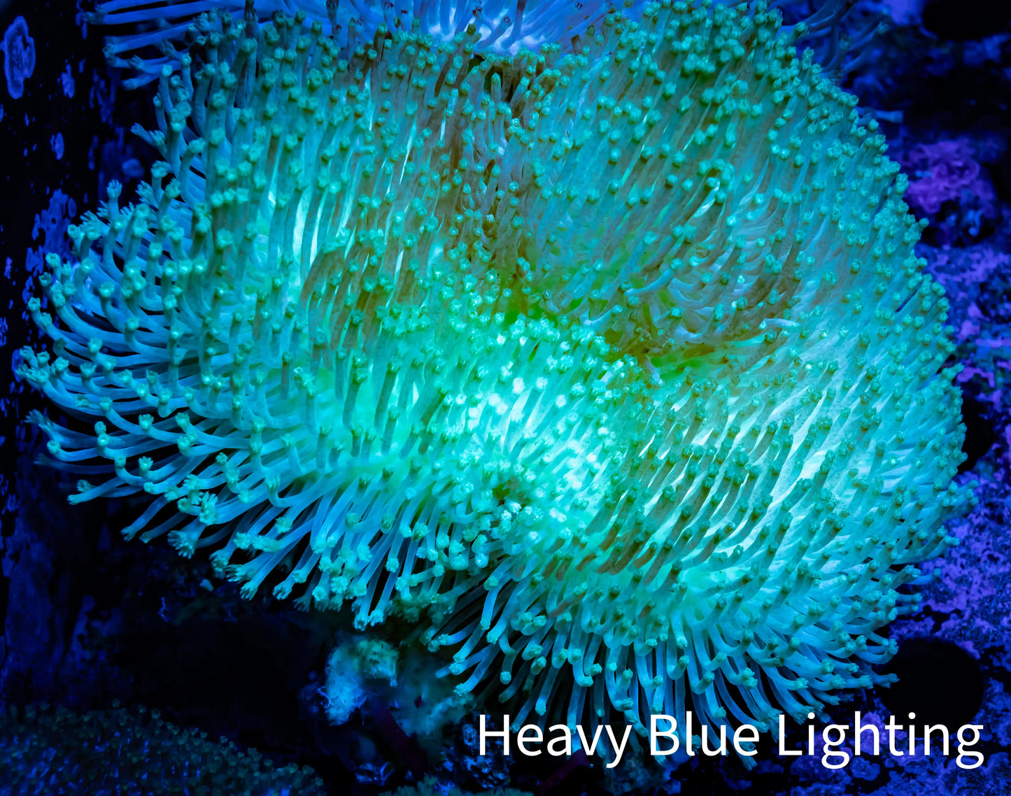 Leather Coral- Long Polyp Toadstool 7cm WYSIWYG Leather Coral- Long Polyp Toadstool 7cm WYSIWYG Soft Coral Leather Coral- Long Polyp Toadstool 7cm WYSIWYG Zeo Box Reef