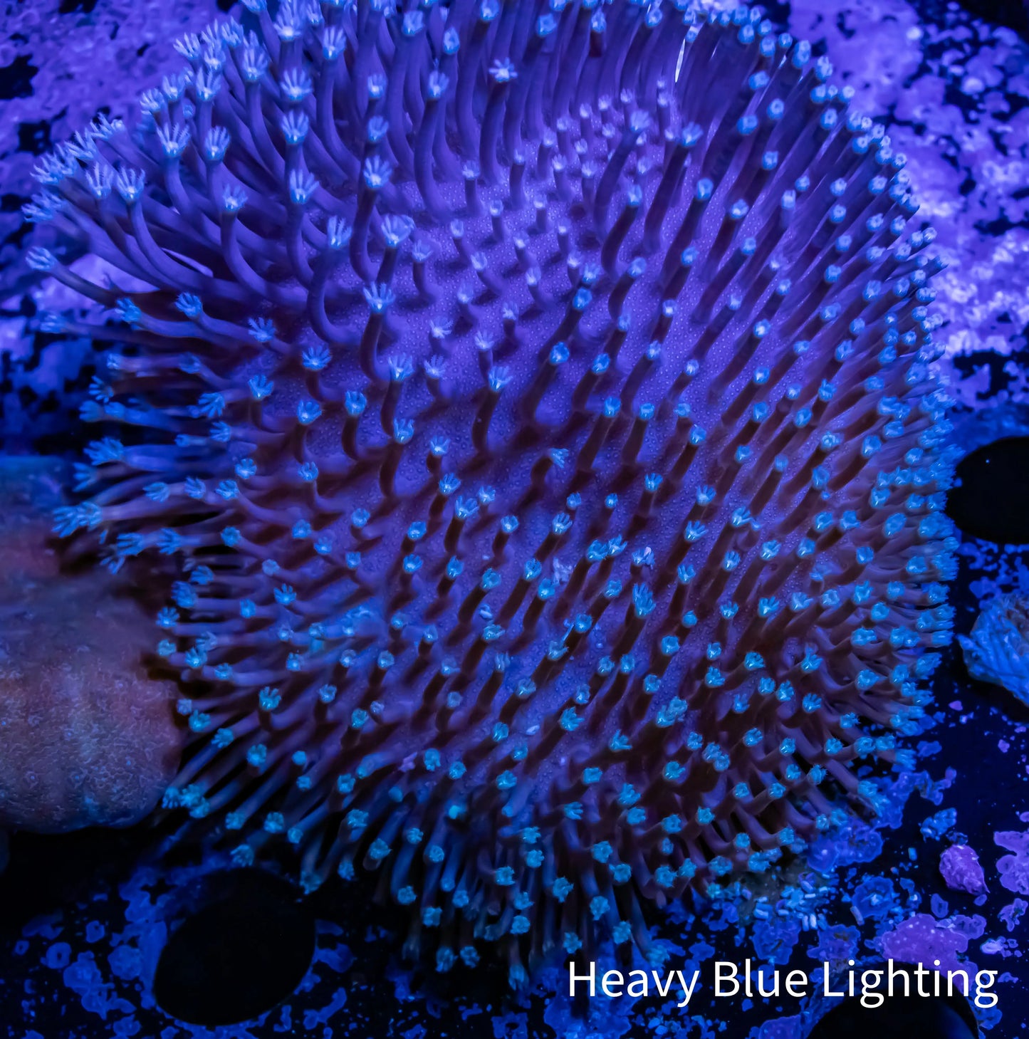 Leather Coral- Long Polyp Toadstool 7cm Leather Coral- Long Polyp Toadstool 7cm Soft Coral Leather Coral- Long Polyp Toadstool 7cm Zeo Box Reef