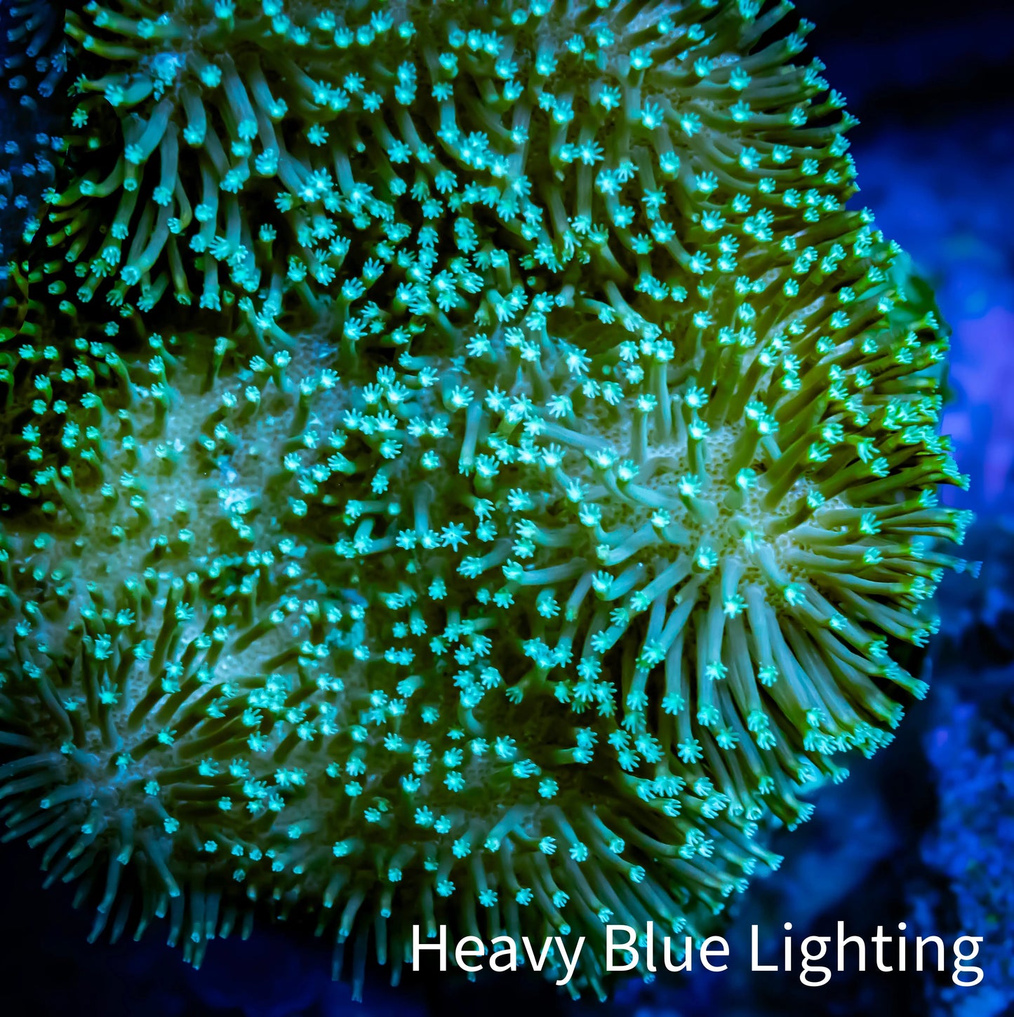 Leather Coral- Long Polyp Toadstool 8cm WYSIWYG BW1 Leather Coral- Long Polyp Toadstool 8cm WYSIWYG BW1 Soft Coral Leather Coral- Long Polyp Toadstool 8cm WYSIWYG BW1 Zeo Box Reef