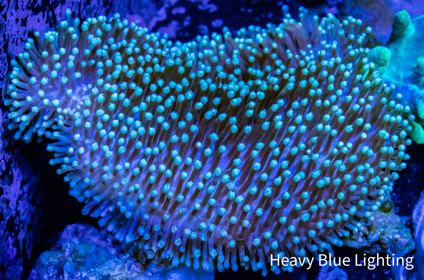 Leather Coral- Long Polyp Toadstool 8cm WYSIWYG Leather Coral- Long Polyp Toadstool 8cm WYSIWYG Soft Coral Leather Coral- Long Polyp Toadstool 8cm WYSIWYG Zeo Box Reef