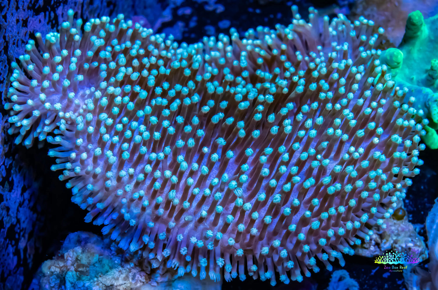 Leather Coral- Long Polyp Toadstool 8cm WYSIWYG Leather Coral- Long Polyp Toadstool 8cm WYSIWYG Soft Coral Leather Coral- Long Polyp Toadstool 8cm WYSIWYG Zeo Box Reef