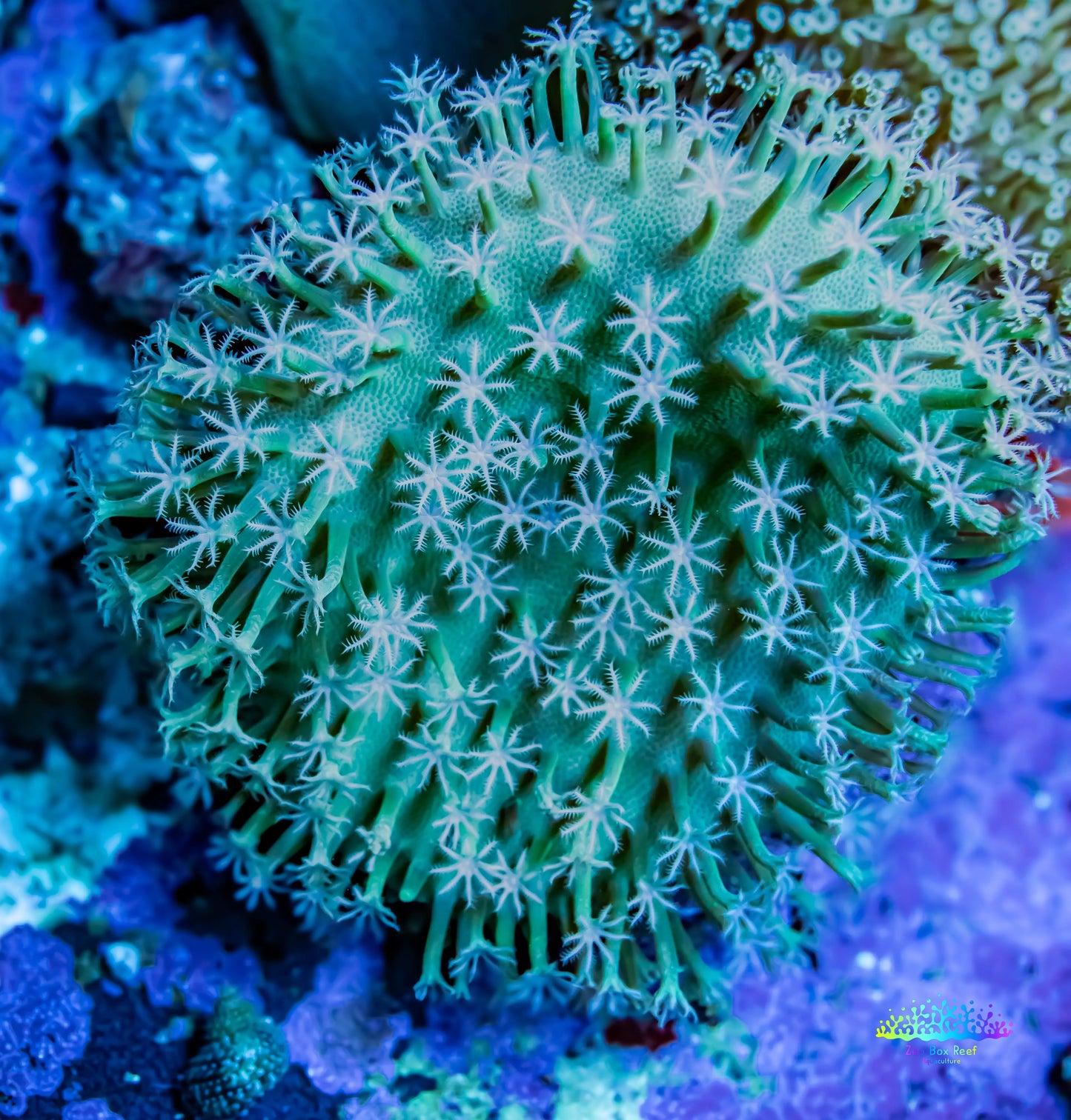 Leather Coral- Long Polyp Toadstool 8cm WYSIWYG Leather Coral- Long Polyp Toadstool 8cm WYSIWYG Soft Coral Leather Coral- Long Polyp Toadstool 8cm WYSIWYG Zeo Box Reef