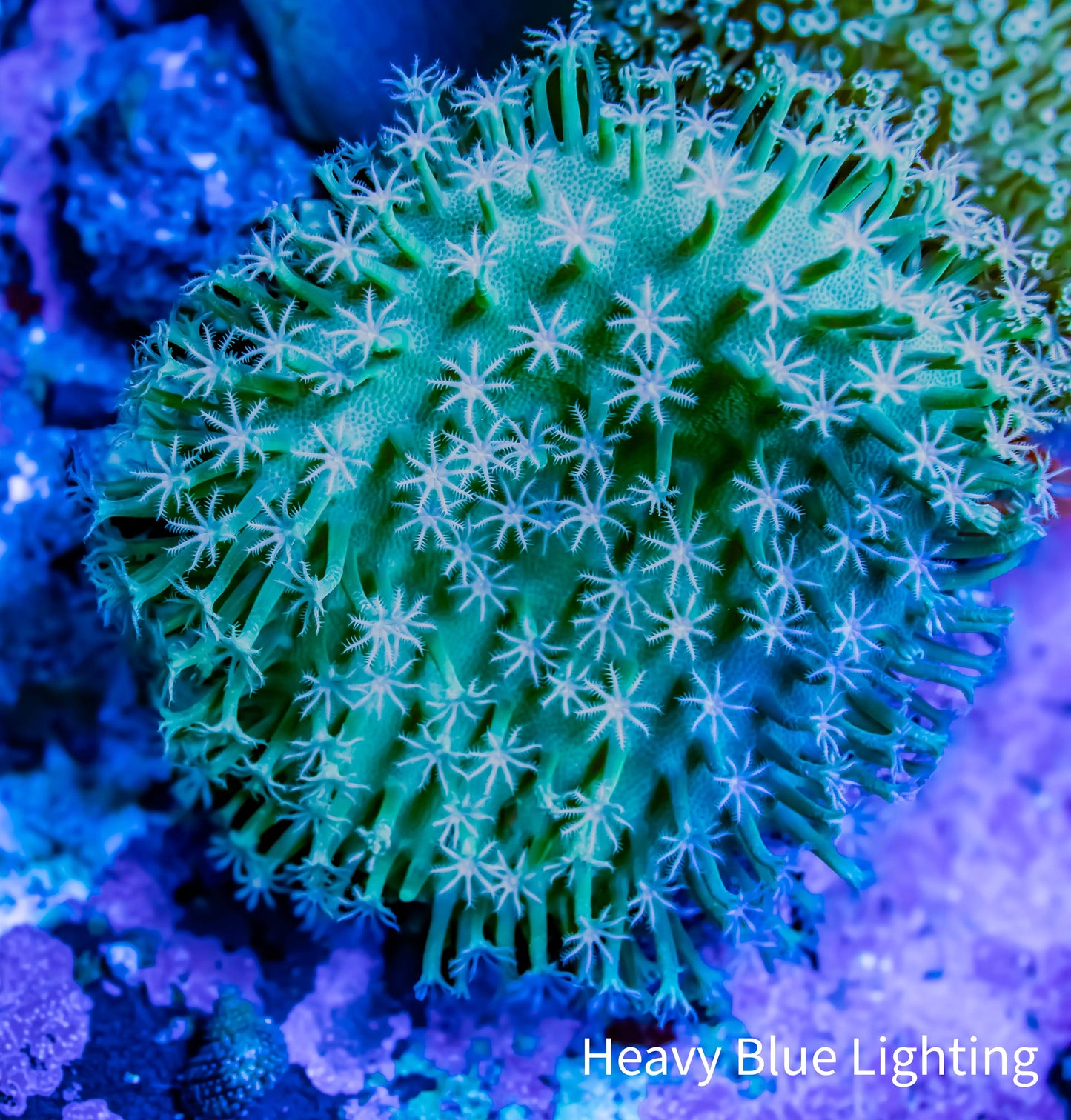 Leather Coral- Long Polyp Toadstool 8cm WYSIWYG Leather Coral- Long Polyp Toadstool 8cm WYSIWYG Soft Coral Leather Coral- Long Polyp Toadstool 8cm WYSIWYG Zeo Box Reef
