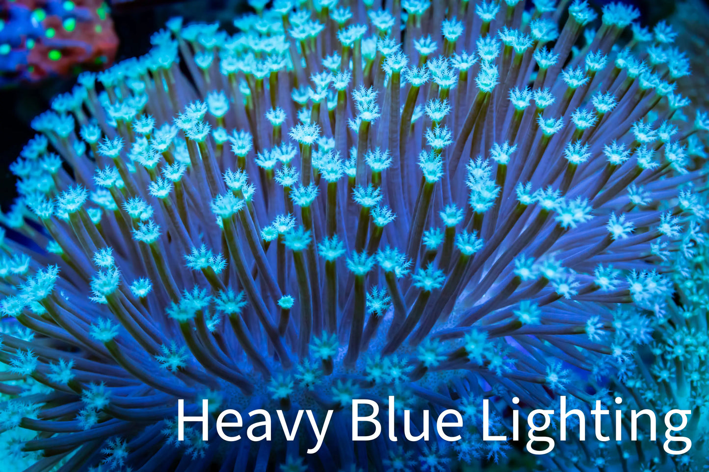 Leather Coral- Long Polyp Toadstool 8cm WYSIWYG Leather Coral- Long Polyp Toadstool 8cm WYSIWYG Soft Coral Leather Coral- Long Polyp Toadstool 8cm WYSIWYG Zeo Box Reef