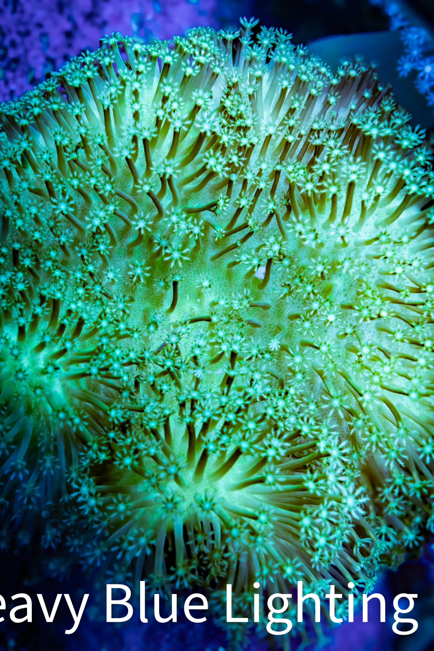 Leather Coral- Long Polyp Toadstool 8cm WYSIWYG Leather Coral- Long Polyp Toadstool 8cm WYSIWYG Soft Coral Leather Coral- Long Polyp Toadstool 8cm WYSIWYG Zeo Box Reef