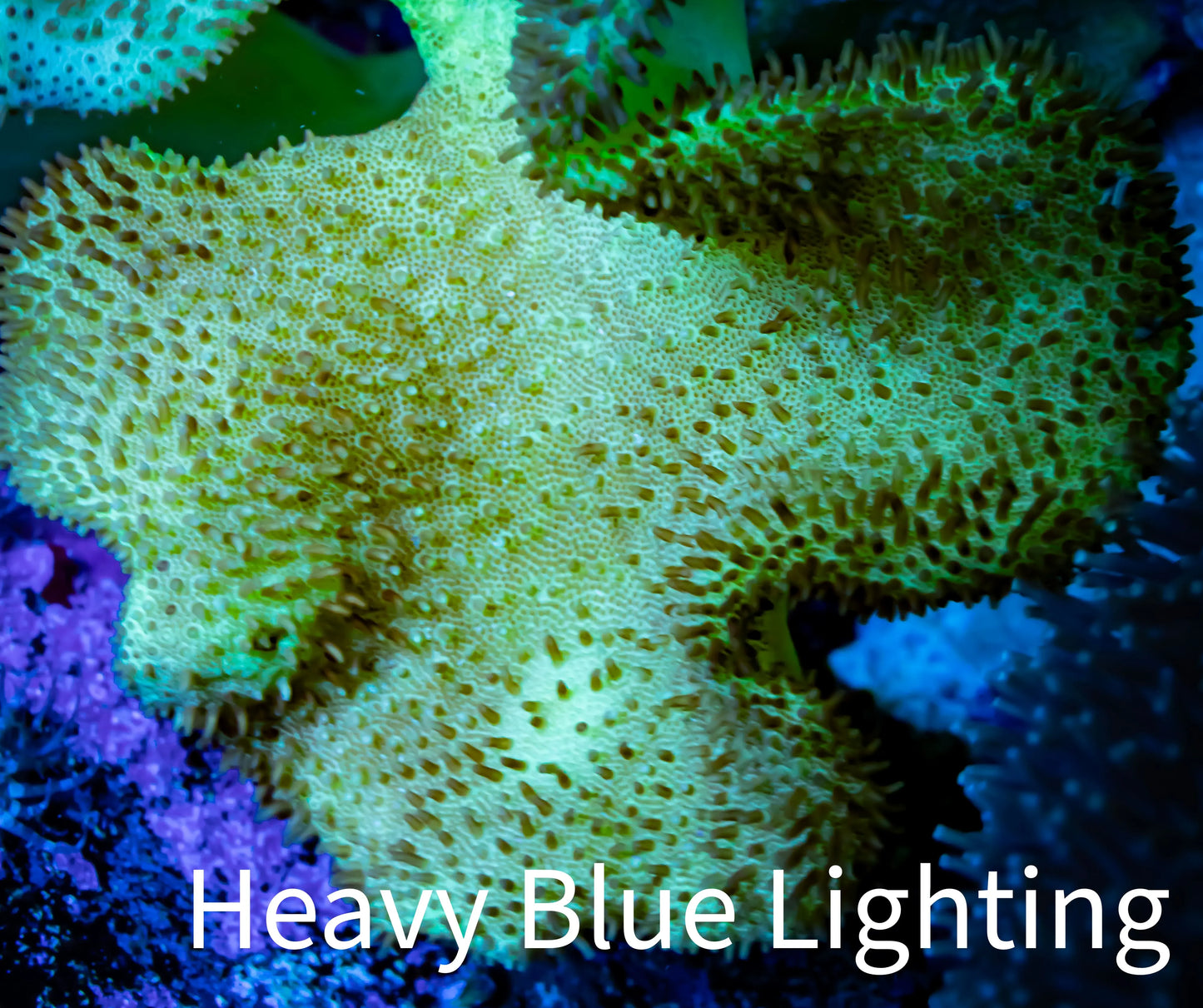 Leather Coral- Long Polyp Toadstool 8cm WYSIWYG Leather Coral- Long Polyp Toadstool 8cm WYSIWYG Soft Coral Leather Coral- Long Polyp Toadstool 8cm WYSIWYG Zeo Box Reef