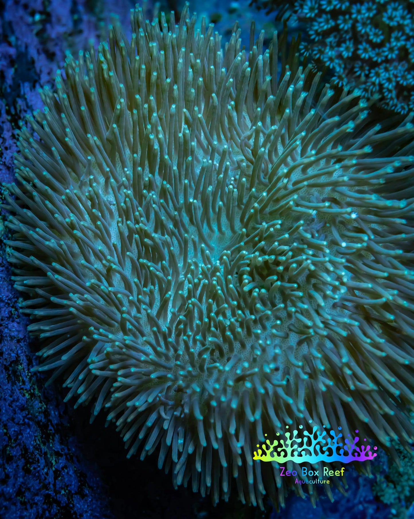 Leather Coral- Long Polyp Toadstool 8cm WYSIWYG Leather Coral- Long Polyp Toadstool 8cm WYSIWYG Soft Coral Leather Coral- Long Polyp Toadstool 8cm WYSIWYG Zeo Box Reef