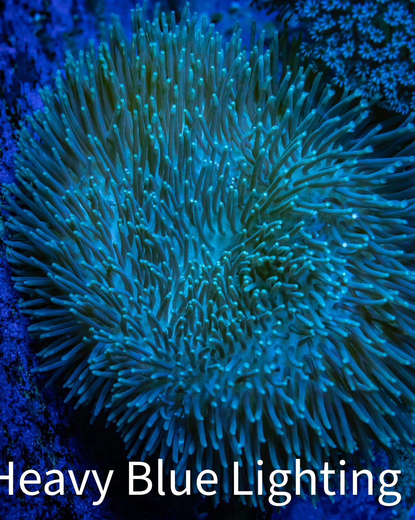 Leather Coral- Long Polyp Toadstool 8cm WYSIWYG Leather Coral- Long Polyp Toadstool 8cm WYSIWYG Soft Coral Leather Coral- Long Polyp Toadstool 8cm WYSIWYG Zeo Box Reef
