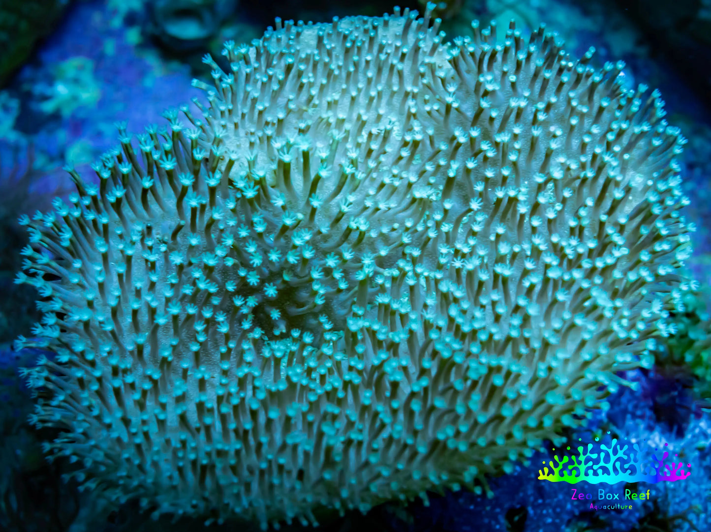 Leather Coral- Long Polyp Toadstool 8cm WYSIWYG Leather Coral- Long Polyp Toadstool 8cm WYSIWYG Soft Coral Leather Coral- Long Polyp Toadstool 8cm WYSIWYG Zeo Box Reef