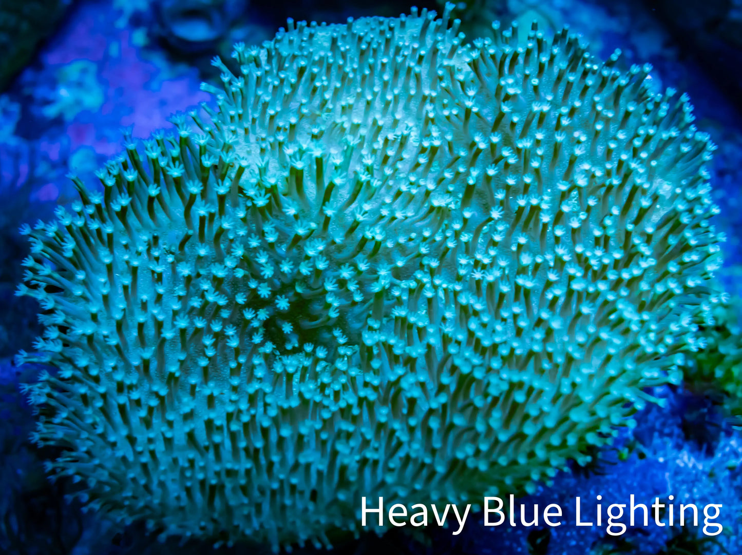 Leather Coral- Long Polyp Toadstool 8cm WYSIWYG Leather Coral- Long Polyp Toadstool 8cm WYSIWYG Soft Coral Leather Coral- Long Polyp Toadstool 8cm WYSIWYG Zeo Box Reef