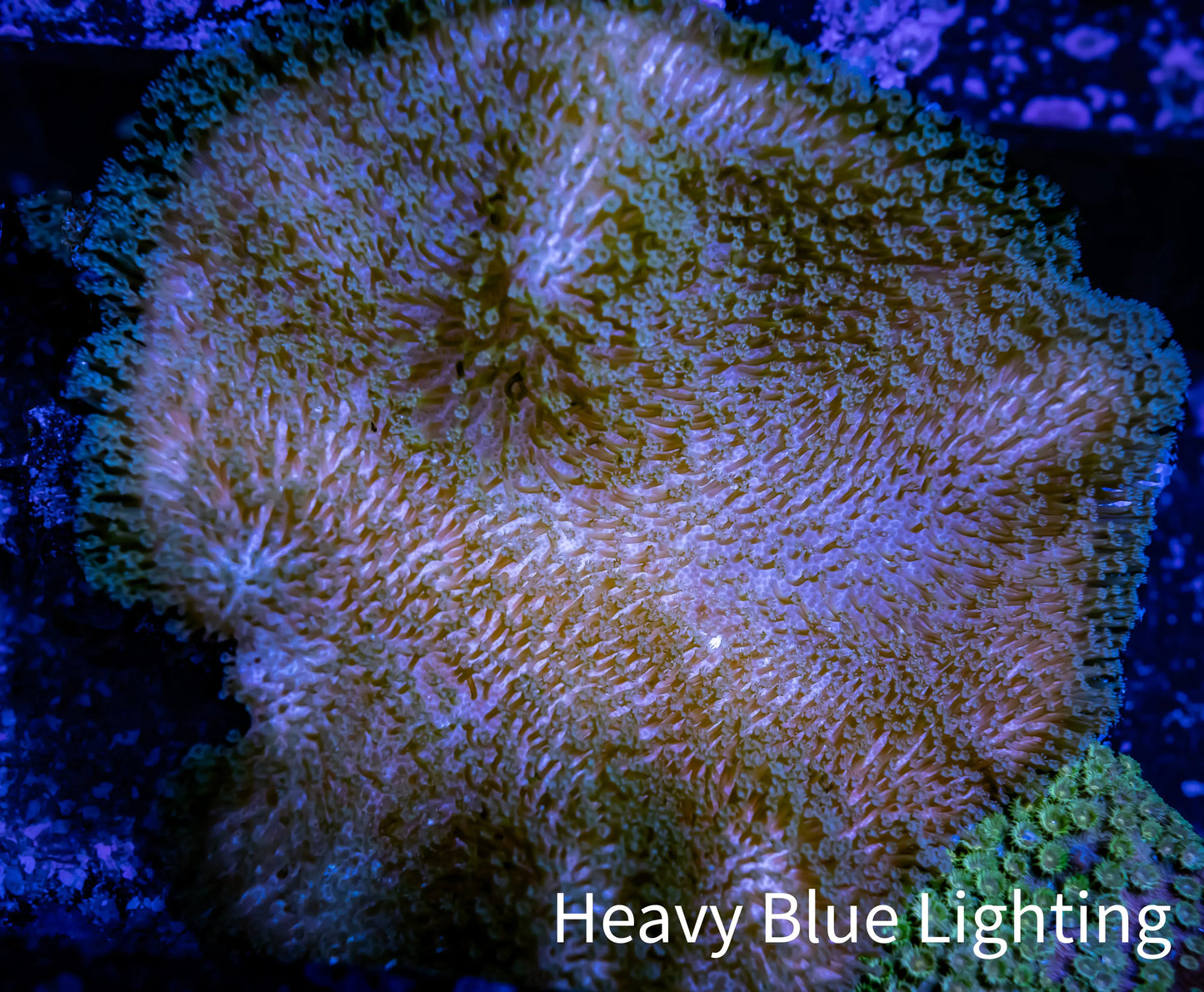 Leather Coral- Long Polyp Toadstool 8cm WYSIWYG Leather Coral- Long Polyp Toadstool 8cm WYSIWYG Soft Coral Leather Coral- Long Polyp Toadstool 8cm WYSIWYG Zeo Box Reef