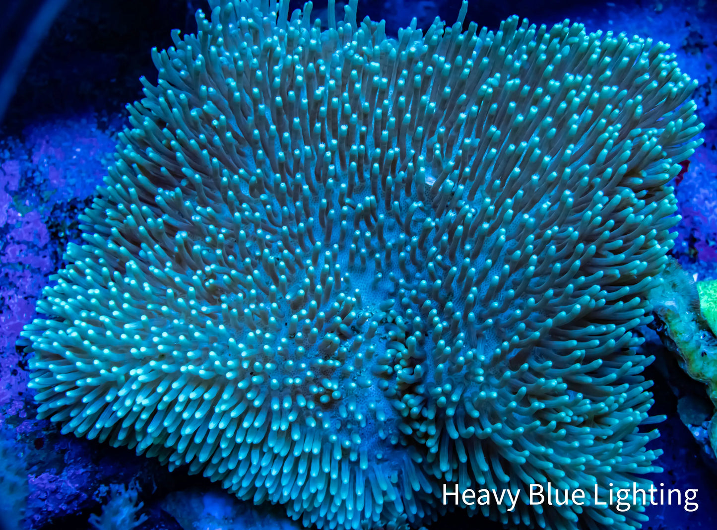 Leather Coral- Long Polyp Toadstool 9cm WYSIWYG Leather Coral- Long Polyp Toadstool 9cm WYSIWYG Soft Coral Leather Coral- Long Polyp Toadstool 9cm WYSIWYG Zeo Box Reef