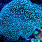 Leather Coral-  Long Polyp Toadstool  9cm WYSIWYG Leather Coral-  Long Polyp Toadstool  9cm WYSIWYG Soft Coral Leather Coral-  Long Polyp Toadstool  9cm WYSIWYG Zeo Box Reef