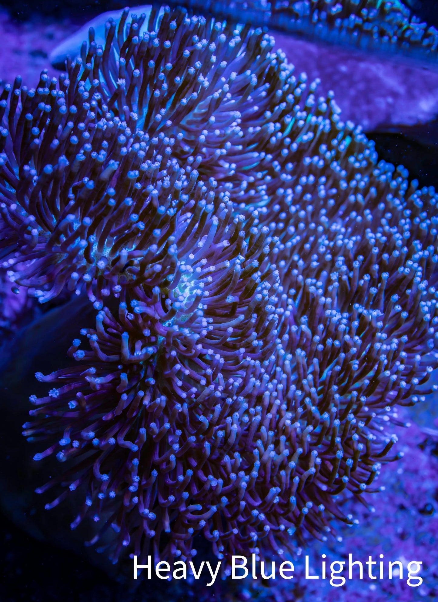 Leather Coral- Long Polyp Toadstool Leather 10cm WYSIWYG A2 Leather Coral- Long Polyp Toadstool Leather 10cm WYSIWYG A2 Soft Coral Leather Coral- Long Polyp Toadstool Leather 10cm WYSIWYG A2 Zeo Box Reef