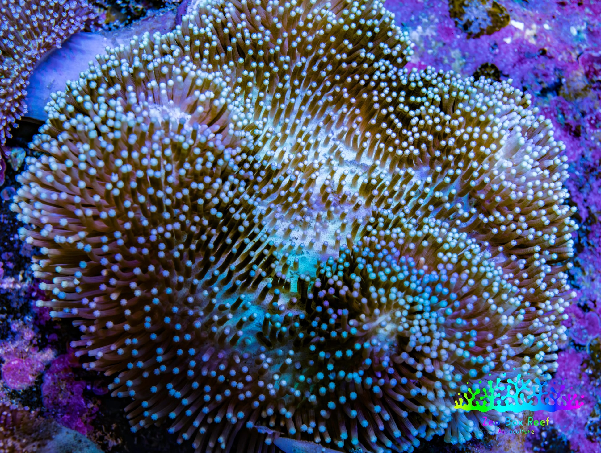 Leather Coral- Long Polyp Toadstool Leather 10cm WYSIWYG A2M Leather Coral- Long Polyp Toadstool Leather 10cm WYSIWYG A2M Soft Coral Leather Coral- Long Polyp Toadstool Leather 10cm WYSIWYG A2M Zeo Box Reef