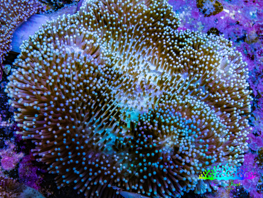 Leather Coral- Long Polyp Toadstool Leather 10cm WYSIWYG A2M Leather Coral- Long Polyp Toadstool Leather 10cm WYSIWYG A2M Soft Coral Leather Coral- Long Polyp Toadstool Leather 10cm WYSIWYG A2M Zeo Box Reef