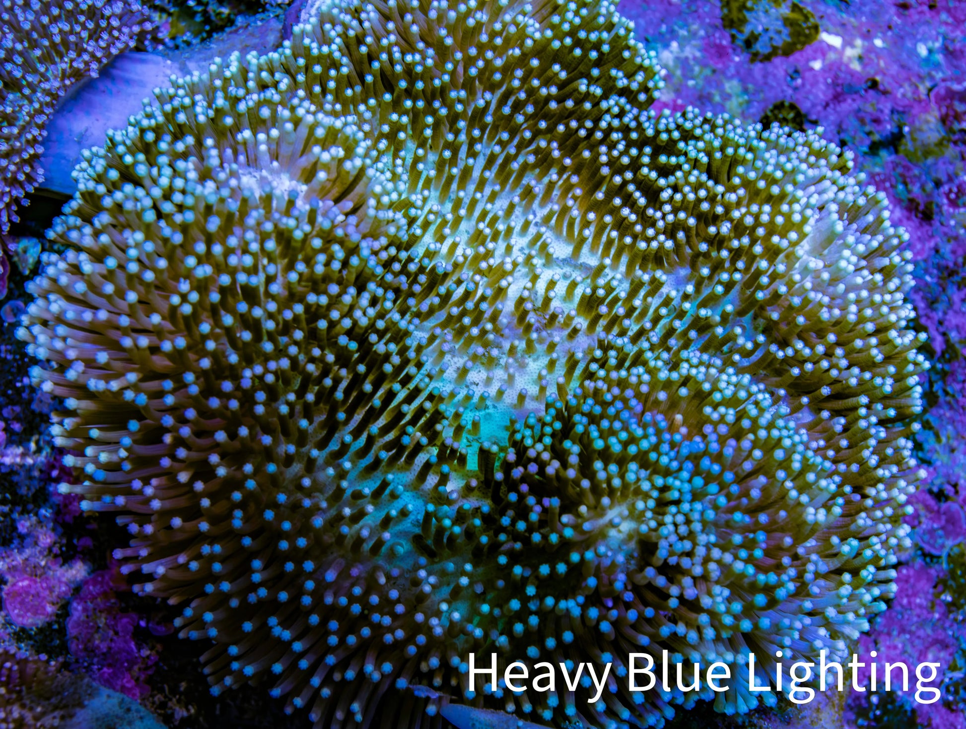 Leather Coral- Long Polyp Toadstool Leather 10cm WYSIWYG A2M Leather Coral- Long Polyp Toadstool Leather 10cm WYSIWYG A2M Soft Coral Leather Coral- Long Polyp Toadstool Leather 10cm WYSIWYG A2M Zeo Box Reef