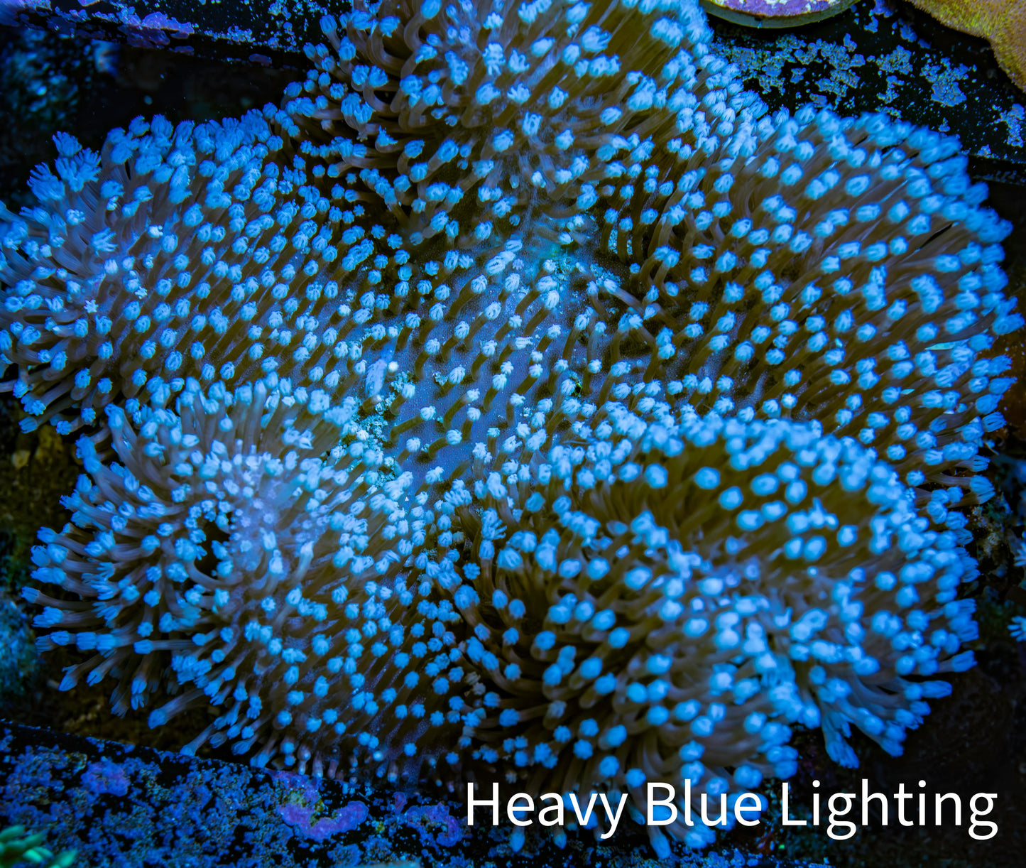 Leather Coral- Long Polyp Toadstool Leather 10cm WYSIWYG B2M1 Leather Coral- Long Polyp Toadstool Leather 10cm WYSIWYG B2M1 Soft Coral Leather Coral- Long Polyp Toadstool Leather 10cm WYSIWYG B2M1 Zeo Box Reef