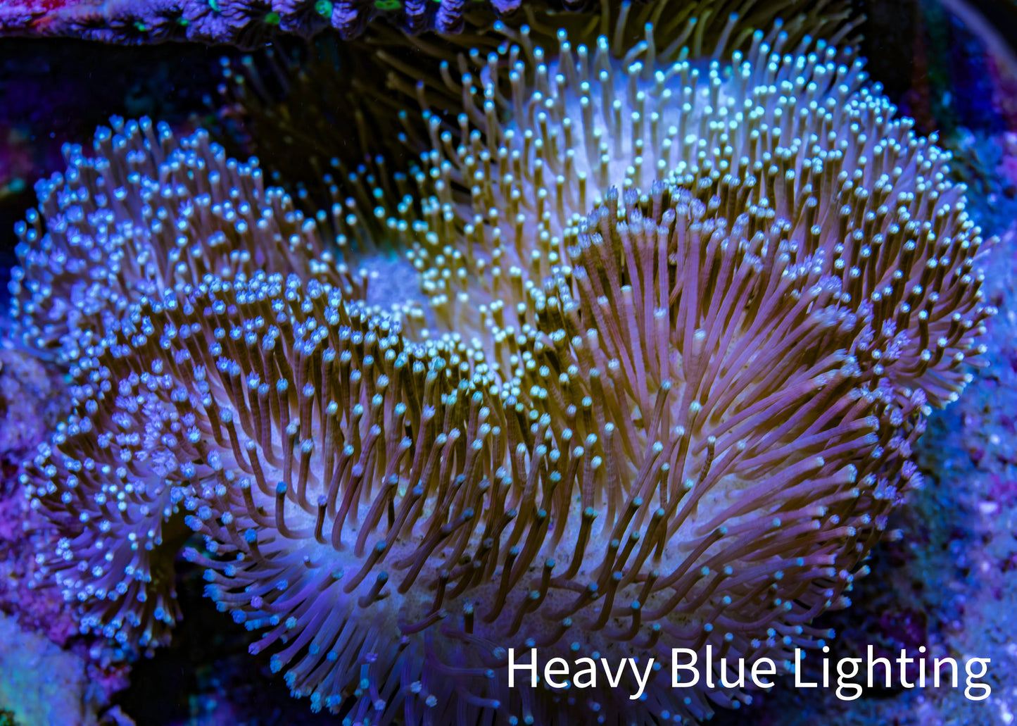 Leather Coral- Long Polyp Toadstool Leather 10cm WYSIWYG L3W2 Leather Coral- Long Polyp Toadstool Leather 10cm WYSIWYG L3W2 Soft Coral Leather Coral- Long Polyp Toadstool Leather 10cm WYSIWYG L3W2 Zeo Box Reef