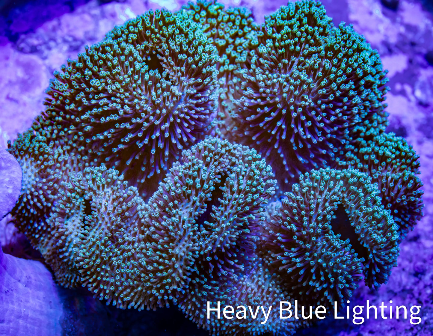Leather Coral- Long Polyp Toadstool Leather 10cm WYSIWYG Leather Coral- Long Polyp Toadstool Leather 10cm WYSIWYG Soft Coral Leather Coral- Long Polyp Toadstool Leather 10cm WYSIWYG Zeo Box Reef