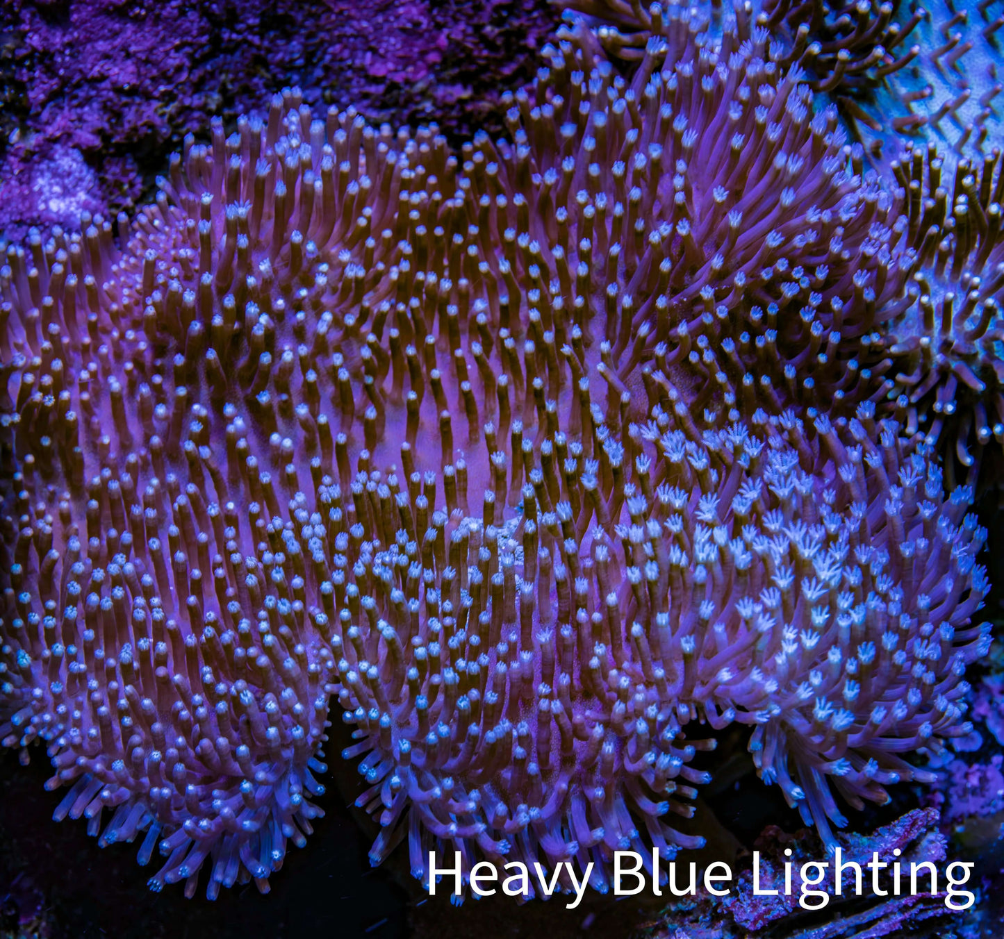 Leather Coral- Long Polyp Toadstool Leather 10cm WYSIWYG Leather Coral- Long Polyp Toadstool Leather 10cm WYSIWYG Soft Coral Leather Coral- Long Polyp Toadstool Leather 10cm WYSIWYG Zeo Box Reef