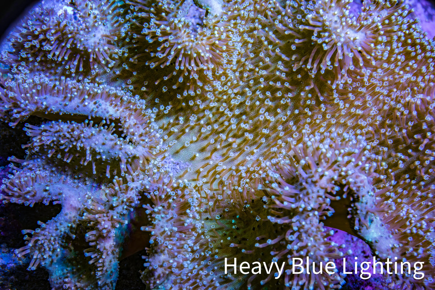 Leather Coral-Long Polyp Toadstool Leather 12cm WYSIWYG R1W2 Leather Coral-Long Polyp Toadstool Leather 12cm WYSIWYG R1W2 Soft Coral Leather Coral-Long Polyp Toadstool Leather 12cm WYSIWYG R1W2 Zeo Box Reef