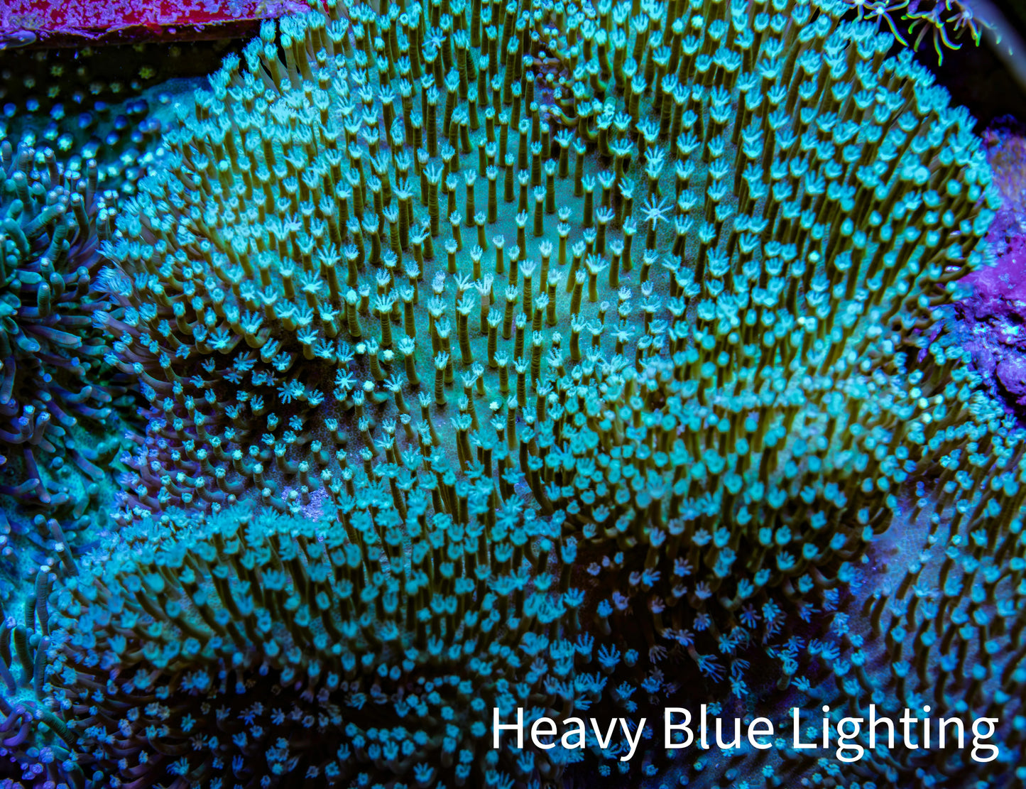 Leather Coral-Long Polyp Toadstool Leather 12cm WYSIWYG R1W2 Leather Coral-Long Polyp Toadstool Leather 12cm WYSIWYG R1W2 Soft Coral Leather Coral-Long Polyp Toadstool Leather 12cm WYSIWYG R1W2 Zeo Box Reef