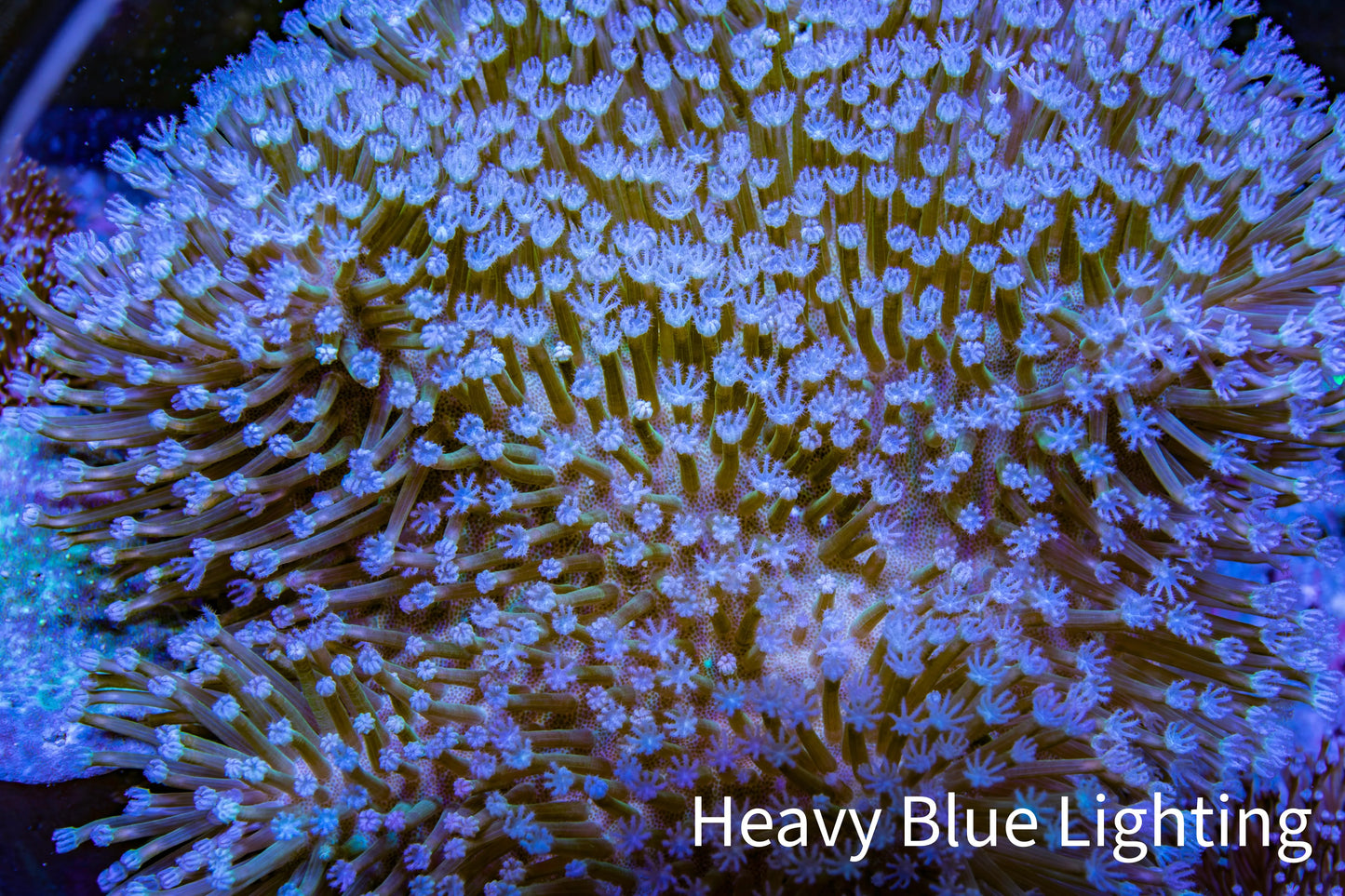 Leather Coral- Long Polyp Toadstool Leather 13cm WYSIWYG W1L2 Leather Coral- Long Polyp Toadstool Leather 13cm WYSIWYG W1L2 Soft Coral Leather Coral- Long Polyp Toadstool Leather 13cm WYSIWYG W1L2 Zeo Box Reef