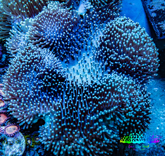 Leather Coral- Long Polyp Toadstool Leather 16cm WYSIWYG M1B2 Leather Coral- Long Polyp Toadstool Leather 16cm WYSIWYG M1B2 Soft Coral Leather Coral- Long Polyp Toadstool Leather 16cm WYSIWYG M1B2 Zeo Box Reef