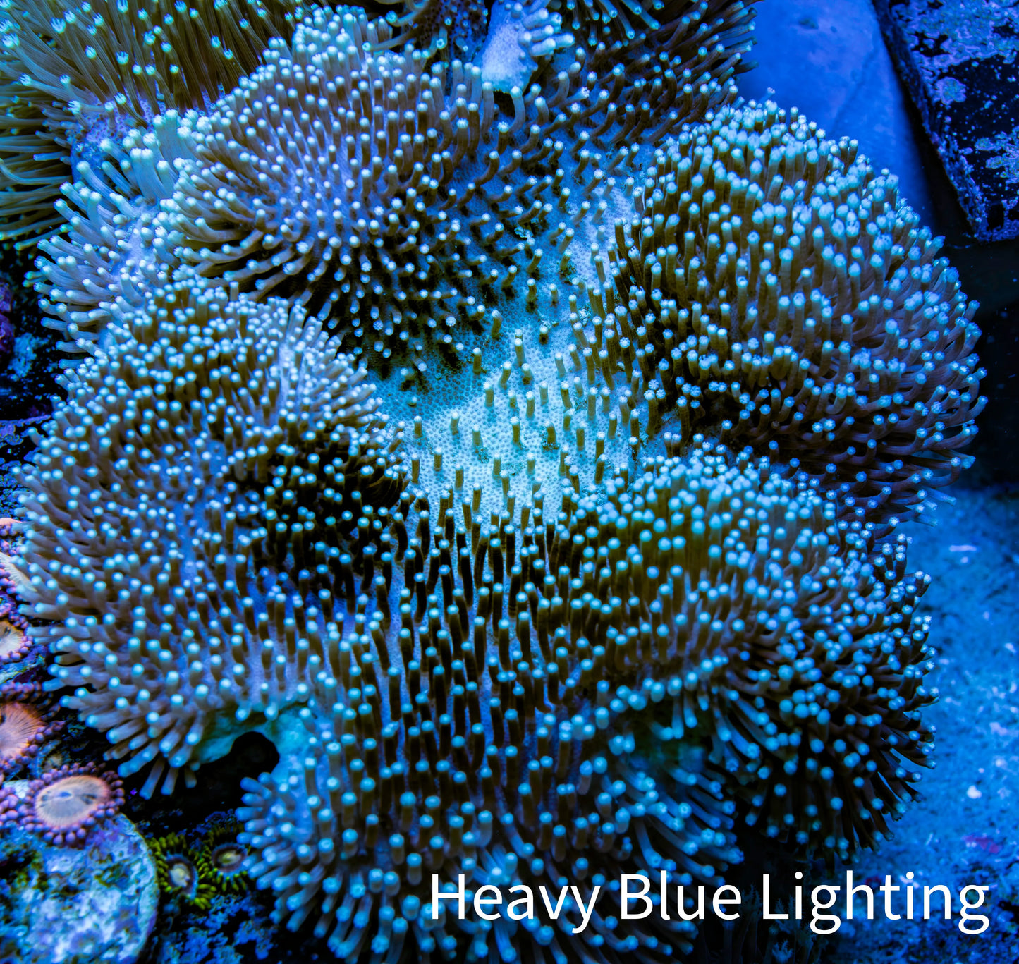 Leather Coral- Long Polyp Toadstool Leather 16cm WYSIWYG M1B2 Leather Coral- Long Polyp Toadstool Leather 16cm WYSIWYG M1B2 Soft Coral Leather Coral- Long Polyp Toadstool Leather 16cm WYSIWYG M1B2 Zeo Box Reef