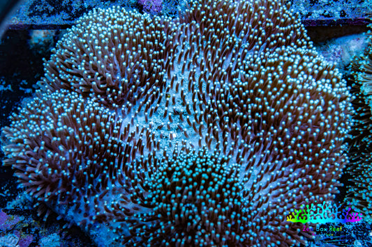 Leather Coral- Long Polyp Toadstool Leather 16cm WYSIWYG M2B2 Leather Coral- Long Polyp Toadstool Leather 16cm WYSIWYG M2B2 Soft Coral Leather Coral- Long Polyp Toadstool Leather 16cm WYSIWYG M2B2 Zeo Box Reef