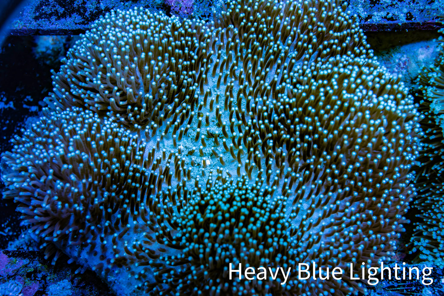 Leather Coral- Long Polyp Toadstool Leather 16cm WYSIWYG M2B2 Leather Coral- Long Polyp Toadstool Leather 16cm WYSIWYG M2B2 Soft Coral Leather Coral- Long Polyp Toadstool Leather 16cm WYSIWYG M2B2 Zeo Box Reef