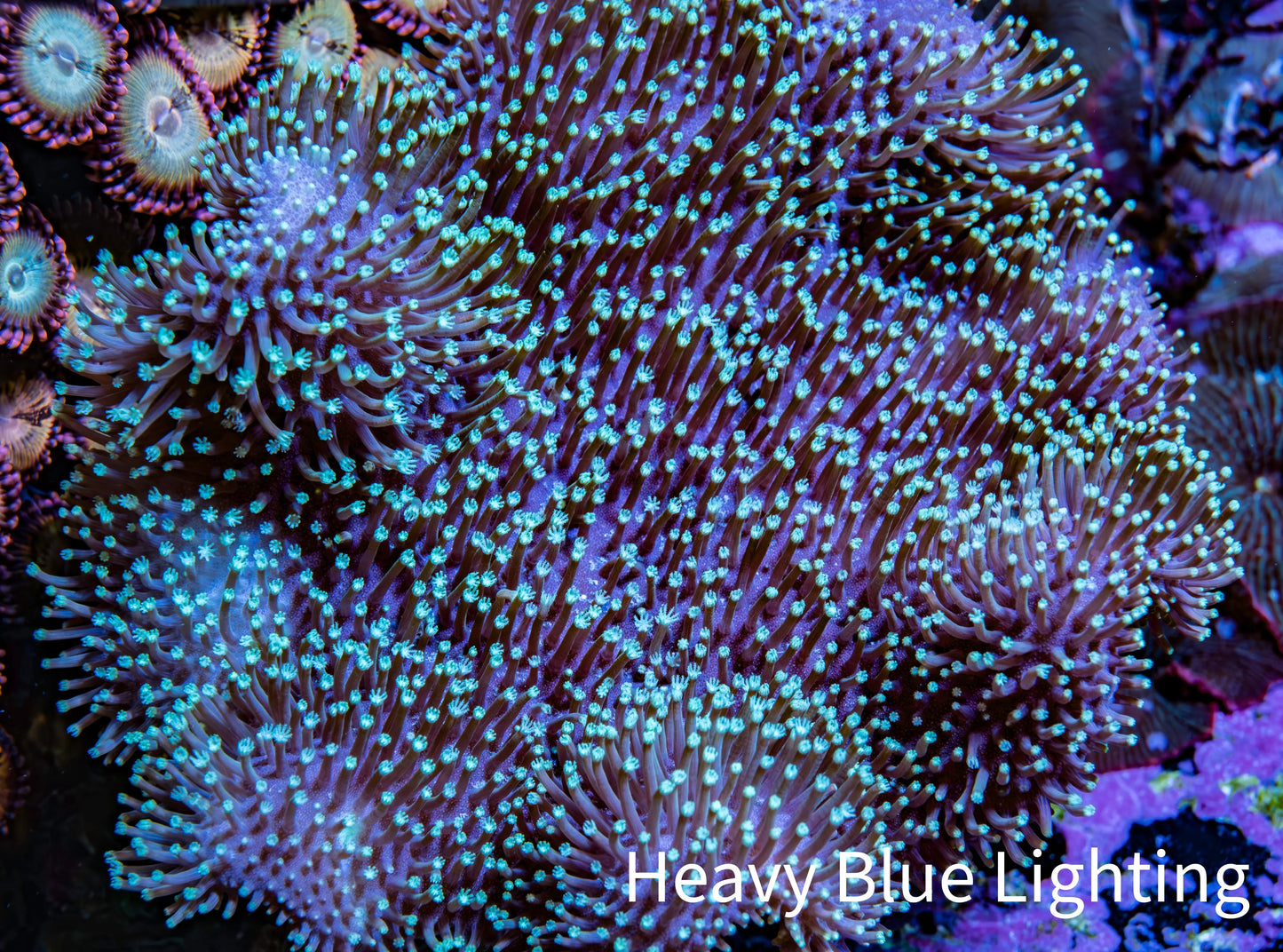 Leather Coral- Long Polyp Toadstool Leather 6cm WYSIWYG F11R1B2 Leather Coral- Long Polyp Toadstool Leather 6cm WYSIWYG F11R1B2 Soft Coral Leather Coral- Long Polyp Toadstool Leather 6cm WYSIWYG F11R1B2 Zeo Box Reef