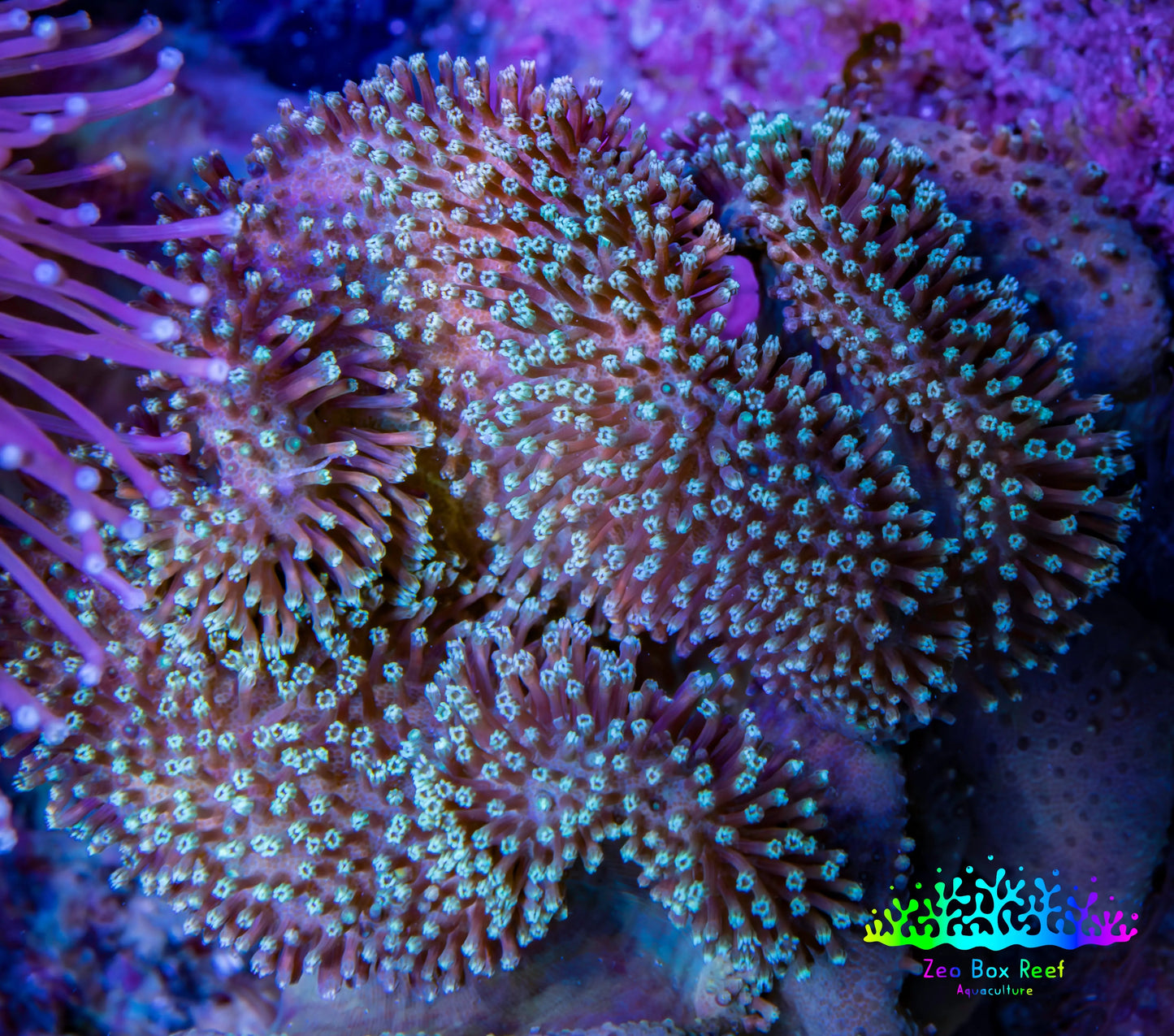 Leather Coral- Long Polyp Toadstool Leather 8cm WYSIWYG A2 Leather Coral- Long Polyp Toadstool Leather 8cm WYSIWYG A2 Soft Coral Leather Coral- Long Polyp Toadstool Leather 8cm WYSIWYG A2 Zeo Box Reef