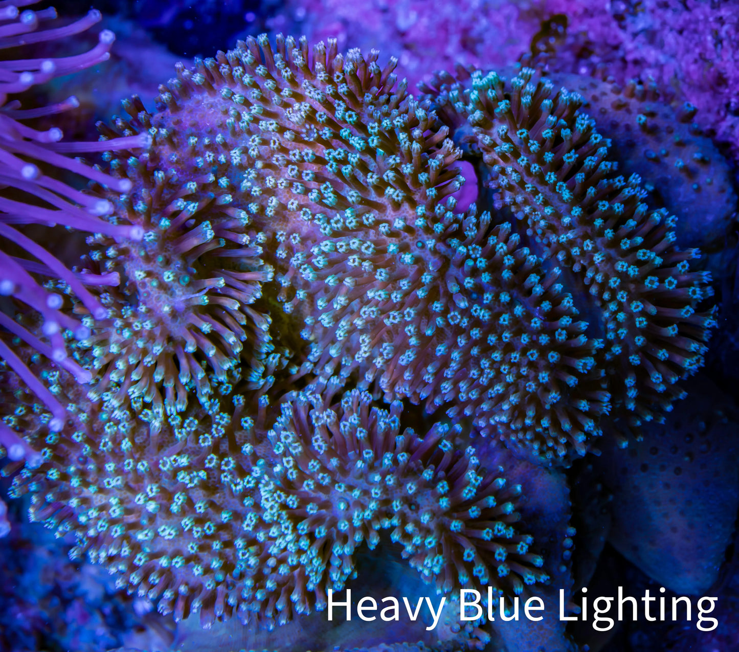 Leather Coral- Long Polyp Toadstool Leather 8cm WYSIWYG A2 Leather Coral- Long Polyp Toadstool Leather 8cm WYSIWYG A2 Soft Coral Leather Coral- Long Polyp Toadstool Leather 8cm WYSIWYG A2 Zeo Box Reef