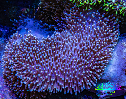 Leather Coral- Long Polyp Toadstool Leather 8cm WYSIWYG A3M Leather Coral- Long Polyp Toadstool Leather 8cm WYSIWYG A3M Soft Coral Leather Coral- Long Polyp Toadstool Leather 8cm WYSIWYG A3M Zeo Box Reef