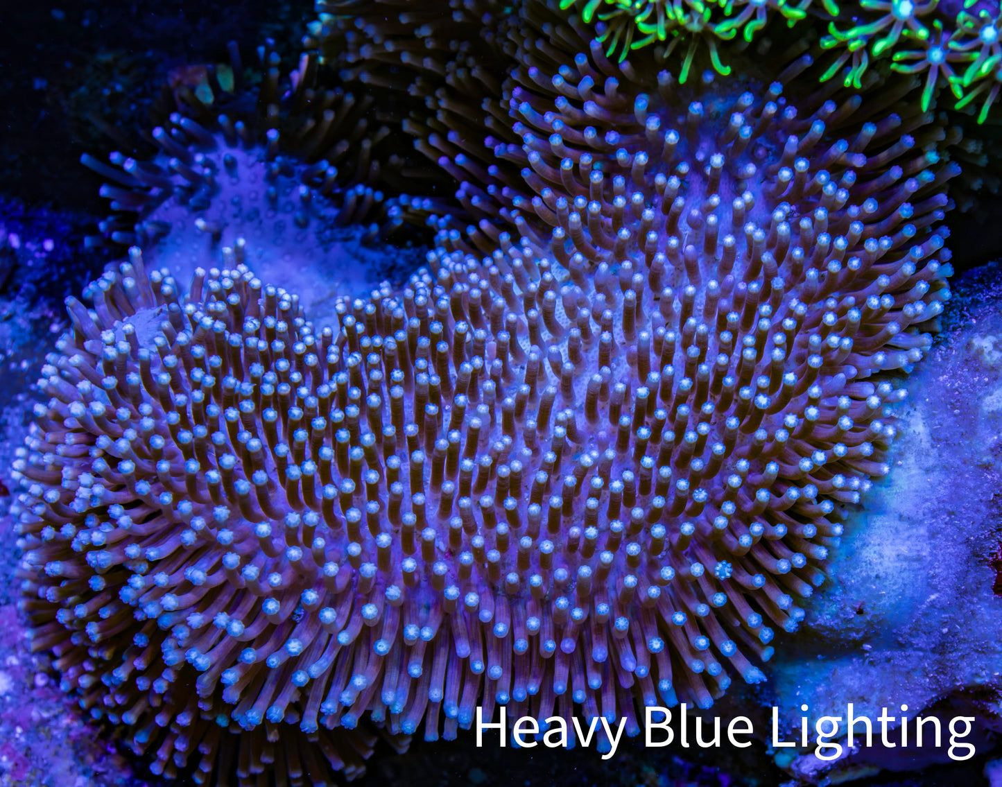 Leather Coral- Long Polyp Toadstool Leather 8cm WYSIWYG A3M Leather Coral- Long Polyp Toadstool Leather 8cm WYSIWYG A3M Soft Coral Leather Coral- Long Polyp Toadstool Leather 8cm WYSIWYG A3M Zeo Box Reef