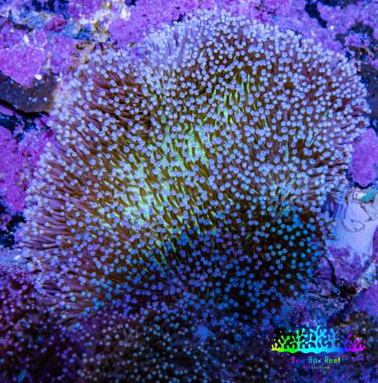 Leather Coral- Long Polyp Toadstool Leather 8cm WYSIWYG A4M Leather Coral- Long Polyp Toadstool Leather 8cm WYSIWYG A4M Soft Coral Leather Coral- Long Polyp Toadstool Leather 8cm WYSIWYG A4M Zeo Box Reef