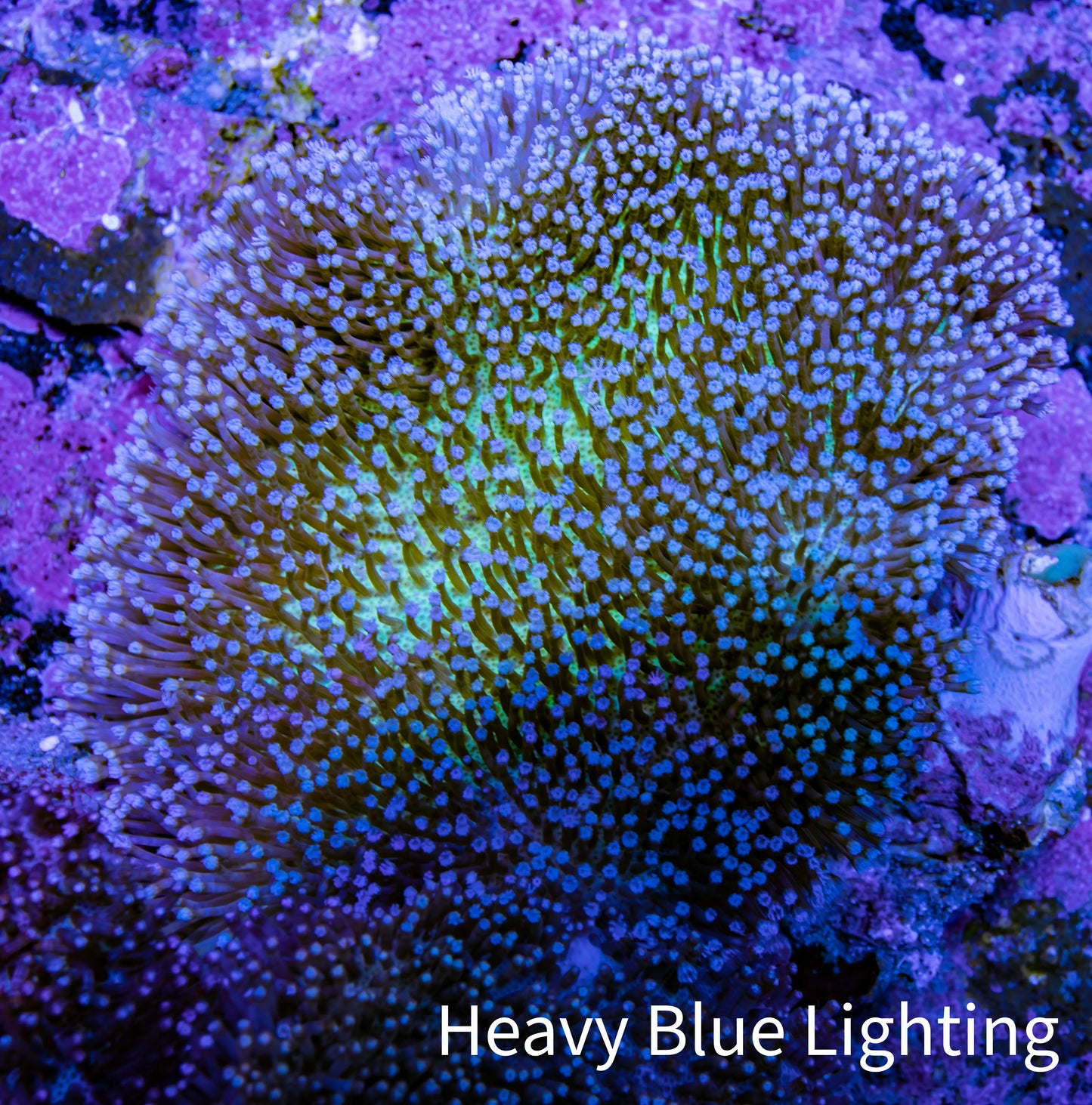 Leather Coral- Long Polyp Toadstool Leather 8cm WYSIWYG A4M Leather Coral- Long Polyp Toadstool Leather 8cm WYSIWYG A4M Soft Coral Leather Coral- Long Polyp Toadstool Leather 8cm WYSIWYG A4M Zeo Box Reef