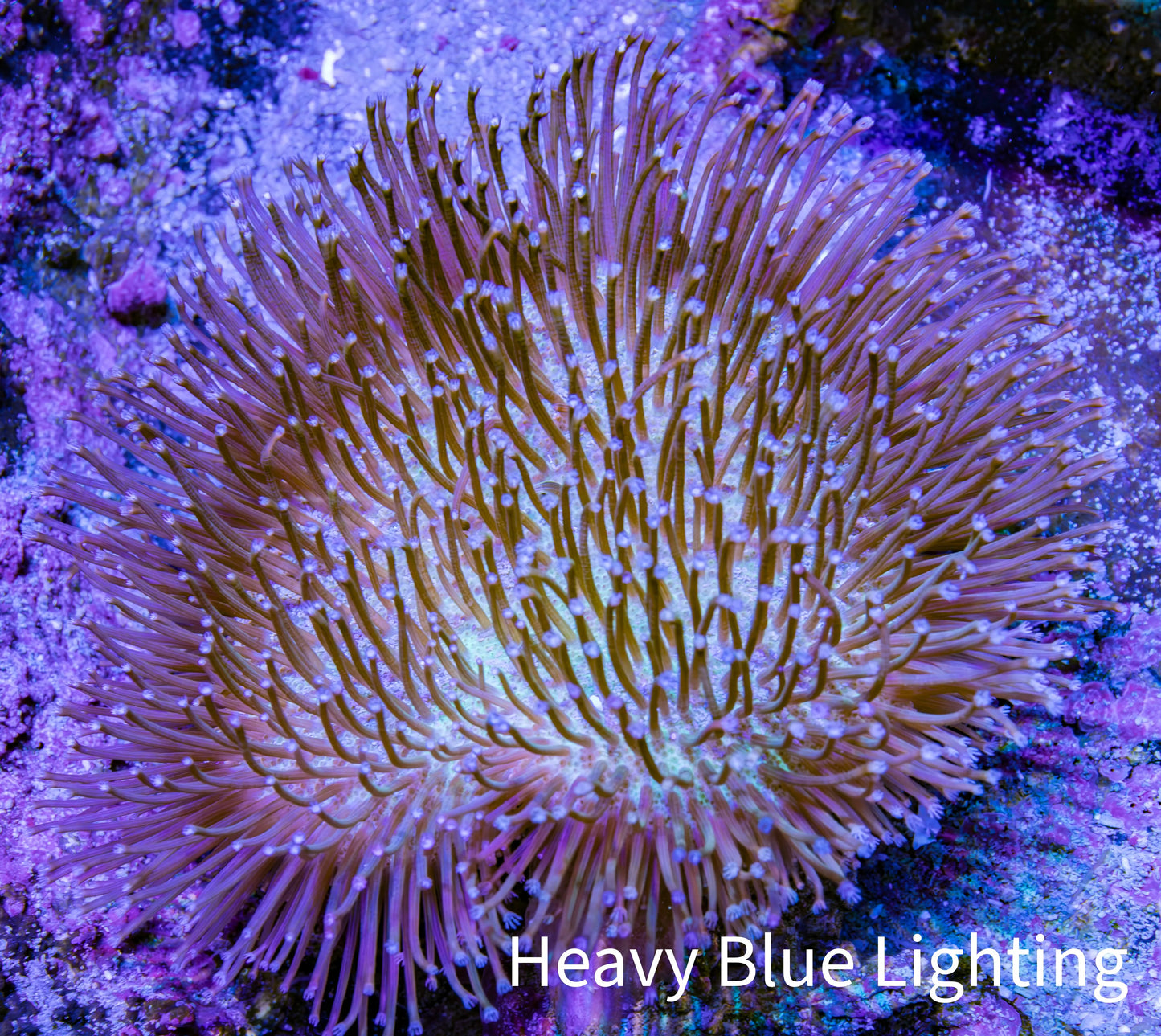 Leather Coral- Long Polyp Toadstool Leather 8cm WYSIWYG L2W2 Leather Coral- Long Polyp Toadstool Leather 8cm WYSIWYG L2W2 Soft Coral Leather Coral- Long Polyp Toadstool Leather 8cm WYSIWYG L2W2 Zeo Box Reef