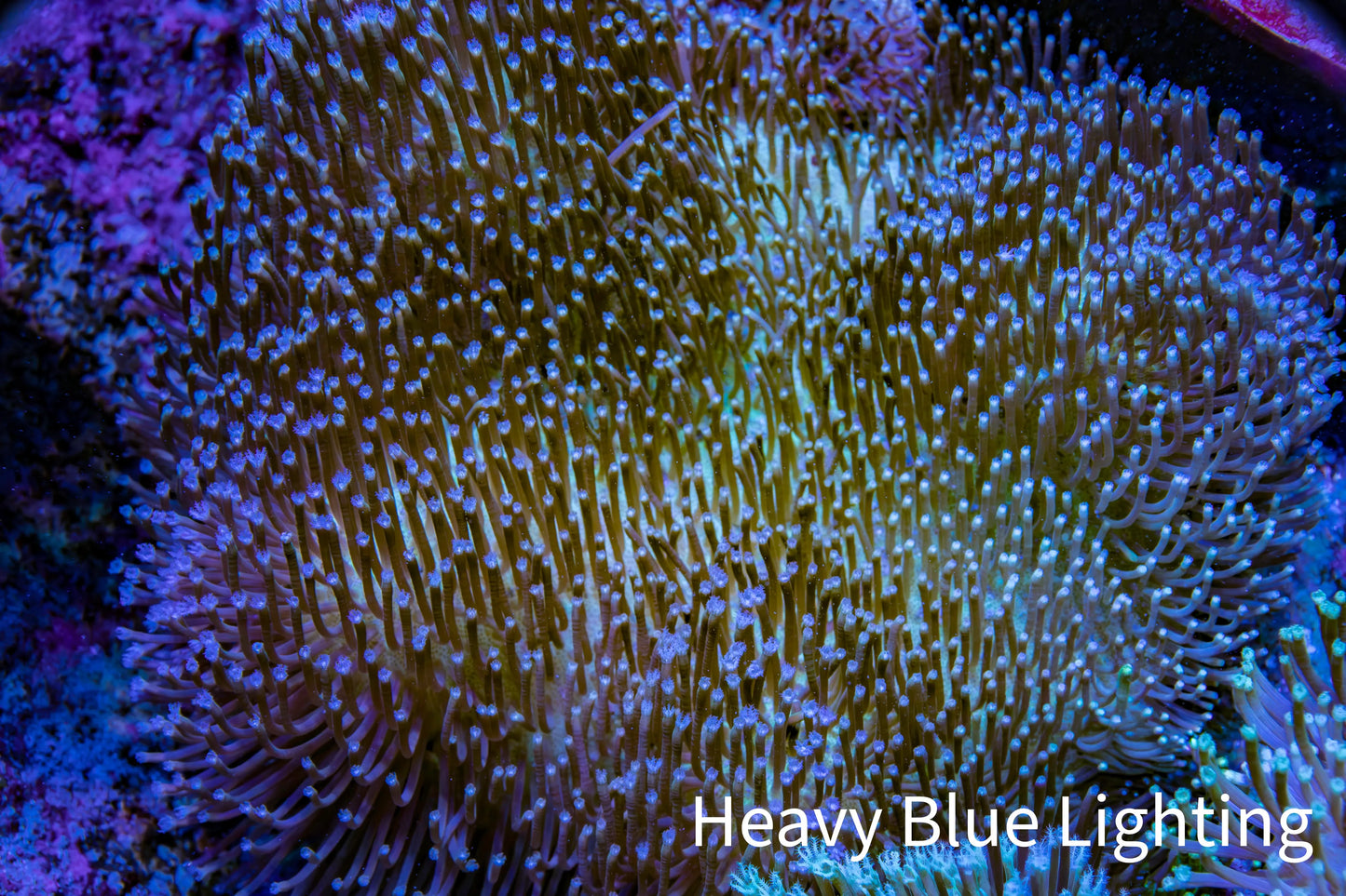 Leather Coral- Long Polyp Toadstool Leather 8cm WYSIWYG M2W2 Leather Coral- Long Polyp Toadstool Leather 8cm WYSIWYG M2W2 Soft Coral Leather Coral- Long Polyp Toadstool Leather 8cm WYSIWYG M2W2 Zeo Box Reef
