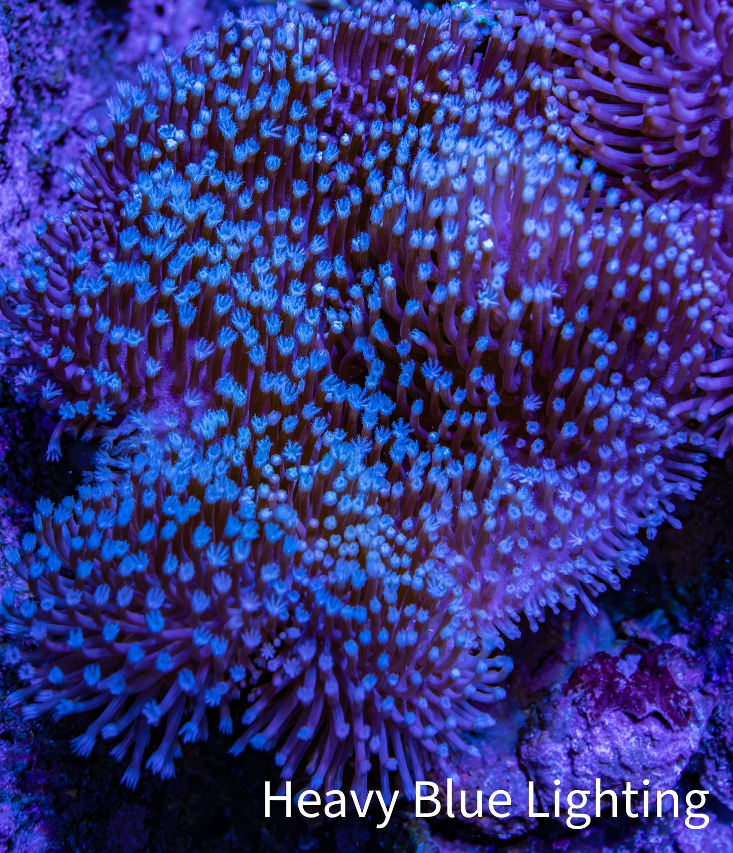 Leather Coral- Long Polyp Toadstool Leather 8cm WYSIWYG M3W2 Leather Coral- Long Polyp Toadstool Leather 8cm WYSIWYG M3W2 Soft Coral Leather Coral- Long Polyp Toadstool Leather 8cm WYSIWYG M3W2 Zeo Box Reef