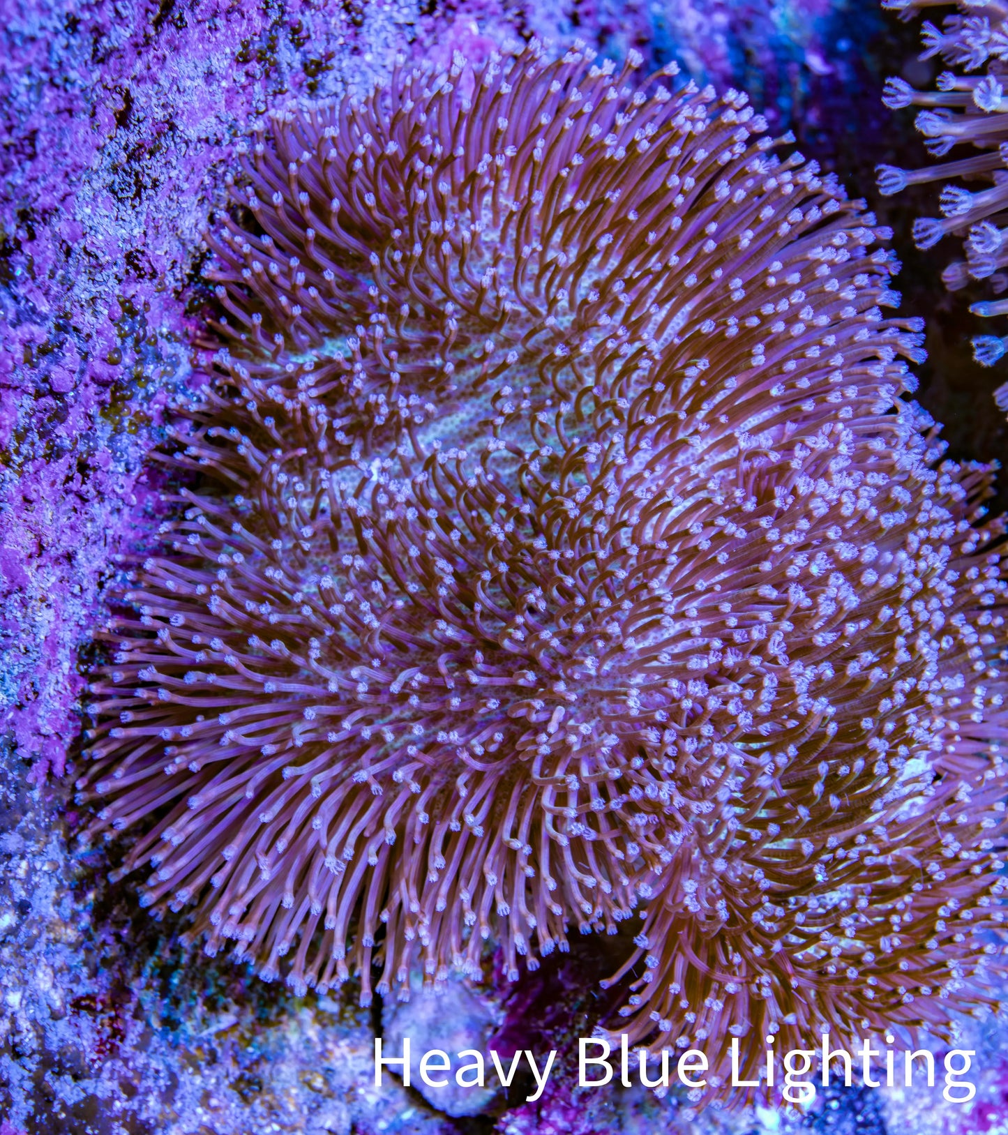Leather Coral- Long Polyp Toadstool Leather 8cm WYSIWYG W1L1 Leather Coral- Long Polyp Toadstool Leather 8cm WYSIWYG W1L1 Soft Coral Leather Coral- Long Polyp Toadstool Leather 8cm WYSIWYG W1L1 Zeo Box Reef