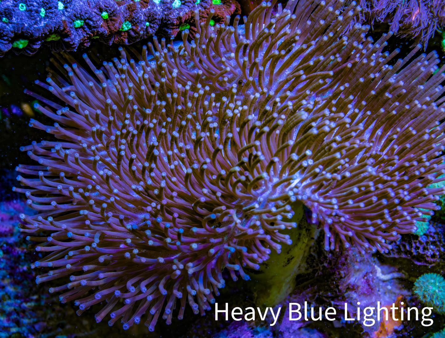 Leather Coral- Long Polyp Toadstool Leather 8cm WYSIWYG Leather Coral- Long Polyp Toadstool Leather 8cm WYSIWYG Soft Coral Leather Coral- Long Polyp Toadstool Leather 8cm WYSIWYG Zeo Box Reef