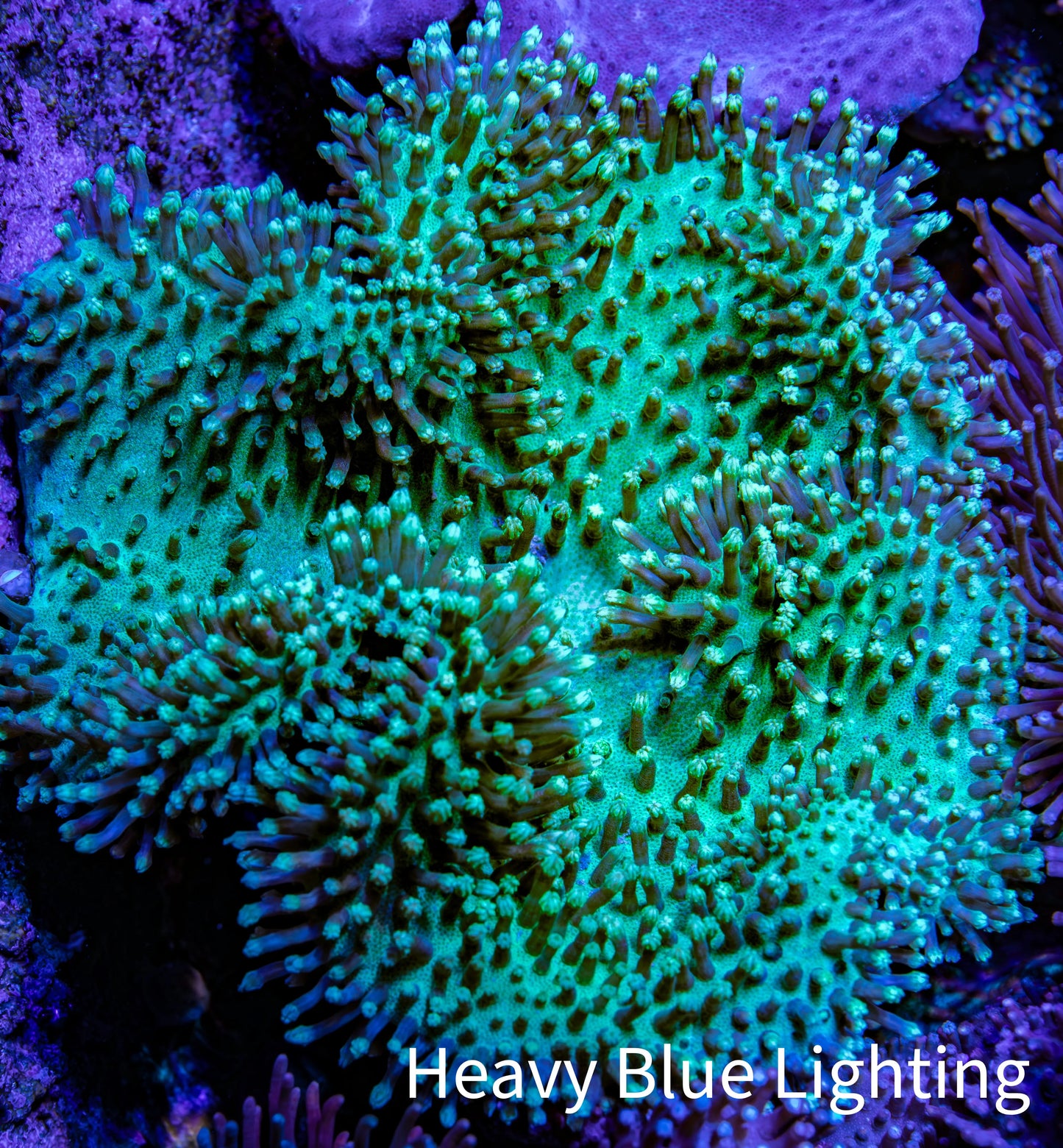Leather Coral- Long Polyp Toadstool Leather 8cm WYSIWYG Leather Coral- Long Polyp Toadstool Leather 8cm WYSIWYG Soft Coral Leather Coral- Long Polyp Toadstool Leather 8cm WYSIWYG Zeo Box Reef
