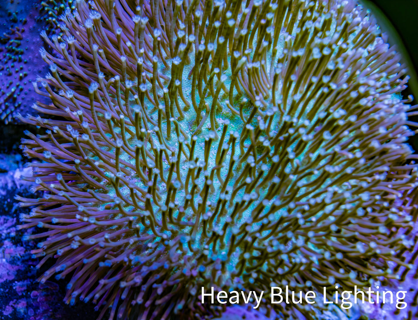 Leather Coral- Long Polyp Toadstool Leather 8cm WYSIWYG Leather Coral- Long Polyp Toadstool Leather 8cm WYSIWYG Soft Coral Leather Coral- Long Polyp Toadstool Leather 8cm WYSIWYG Zeo Box Reef