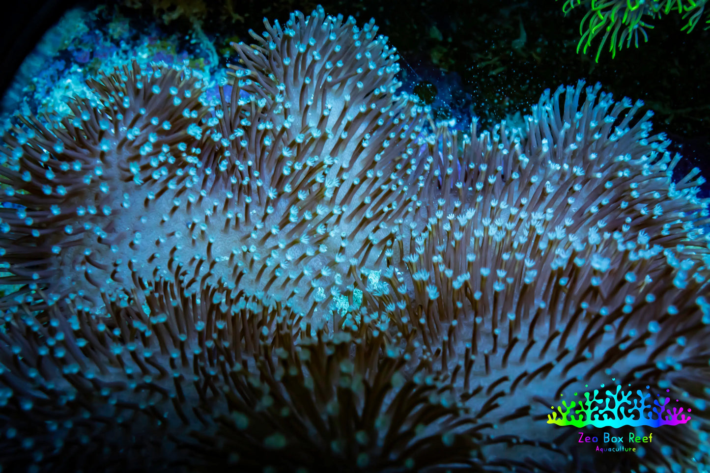 Leather Coral- Long PolypToadstool Leather 10cm WYSIWYG W2 Leather Coral- Long PolypToadstool Leather 10cm WYSIWYG W2 Soft Coral Leather Coral- Long PolypToadstool Leather 10cm WYSIWYG W2 Zeo Box Reef
