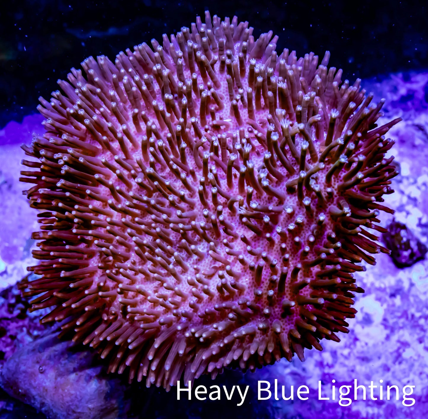 Leather Coral- Long PolypToadstool Leather 8cm WYSIWYG W3 RS Leather Coral- Long PolypToadstool Leather 8cm WYSIWYG W3 RS Soft Coral Leather Coral- Long PolypToadstool Leather 8cm WYSIWYG W3 RS Zeo Box Reef