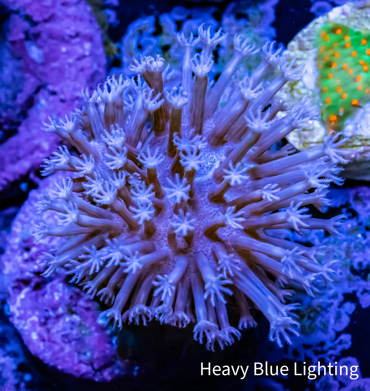 Leather Coral- Long White Polyp Toadstool frag Leather Coral- Long White Polyp Toadstool frag Soft Coral Leather Coral- Long White Polyp Toadstool frag Zeo Box Reef